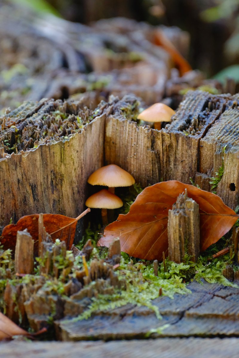 Thomas Jarrand tweet media