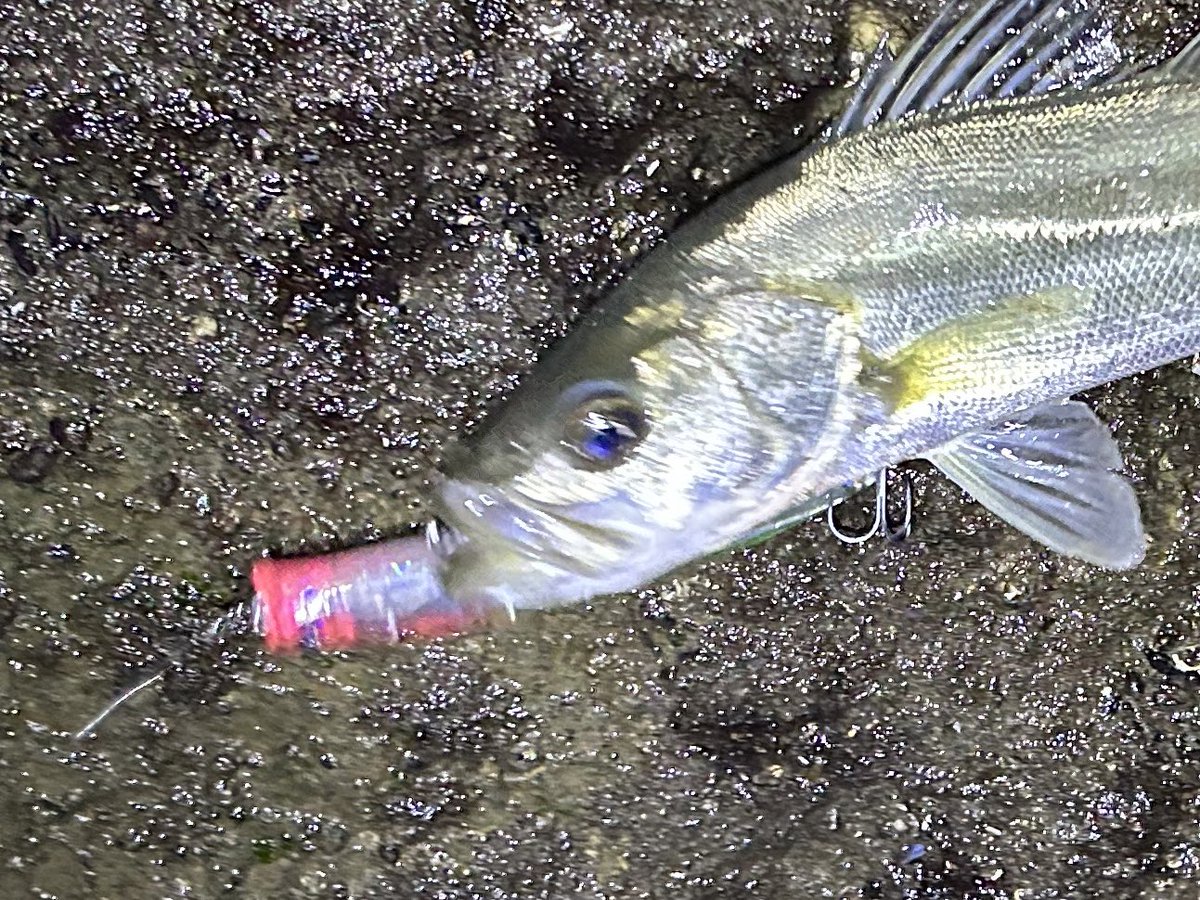 merufishing's tweet photo. ナイトゲーム

釣り開始1投目
アイザーを明暗沿いをターンさせたら一撃で食ってきた！
でもこんなに小さいw
やる気ある欲張りな子でした🤭
#BlueBlue #アイザー125f #シーバス https://t.co/5gfIUfchfW
