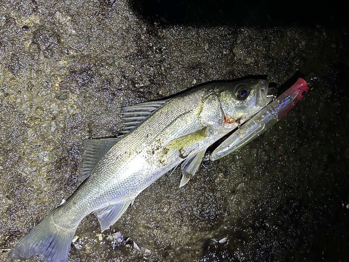 merufishing's tweet photo. ナイトゲーム

釣り開始1投目
アイザーを明暗沿いをターンさせたら一撃で食ってきた！
でもこんなに小さいw
やる気ある欲張りな子でした🤭
#BlueBlue #アイザー125f #シーバス https://t.co/5gfIUfchfW