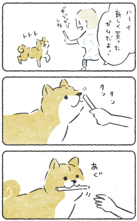 どうでもいいガムの一生 