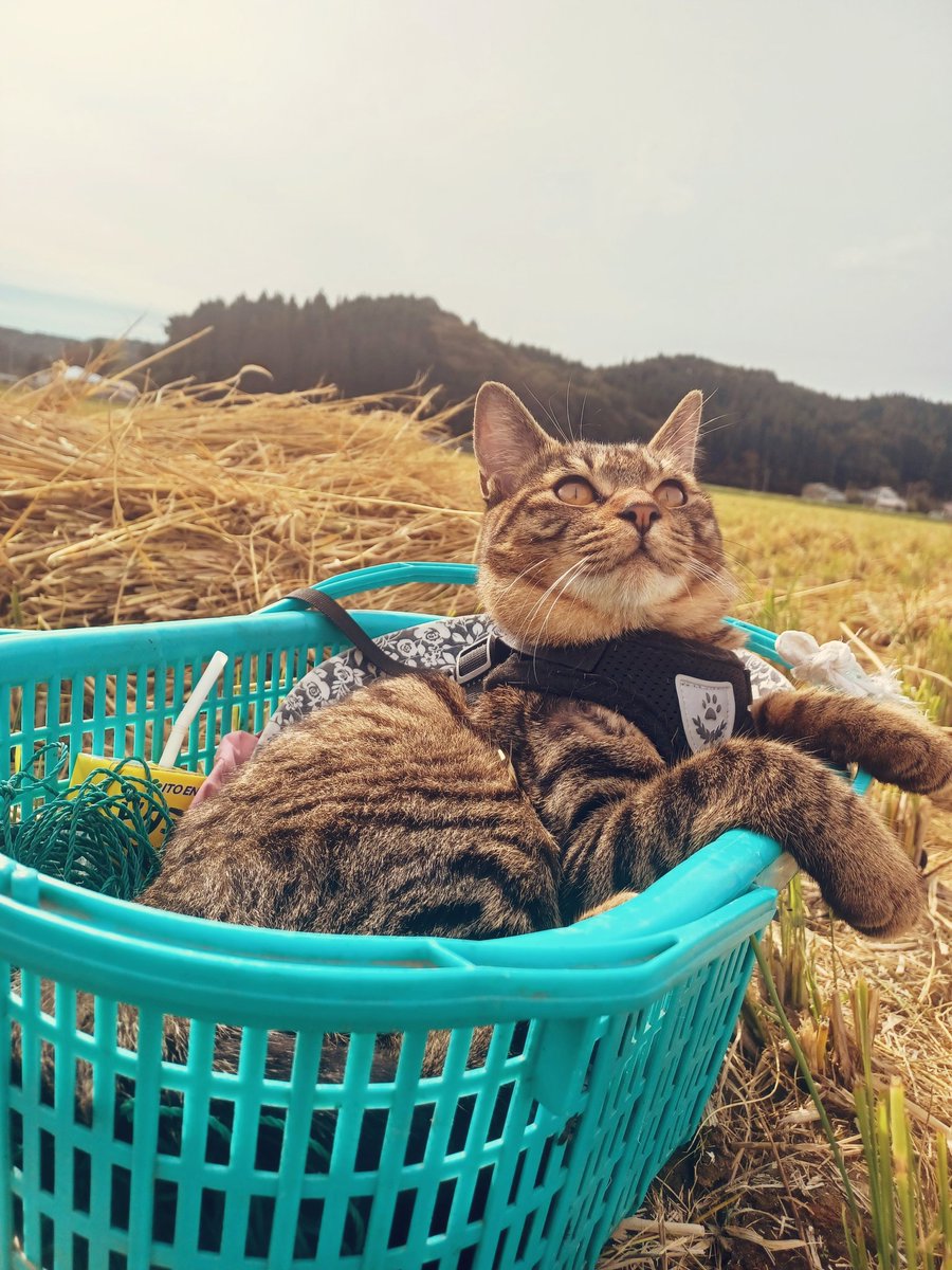 Ozzy3510's tweet photo. #猫のいる生活 #田舎暮らし https://t.co/5tbAHqSo3T