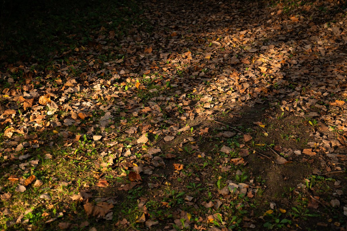Cat_overflow's tweet photo. Autumn https://t.co/Kcy7bfScbO