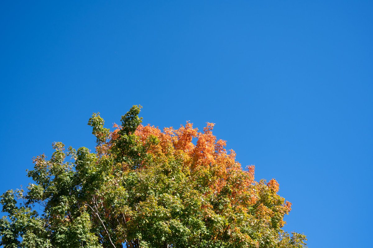 Cat_overflow's tweet photo. Autumn https://t.co/Kcy7bfScbO