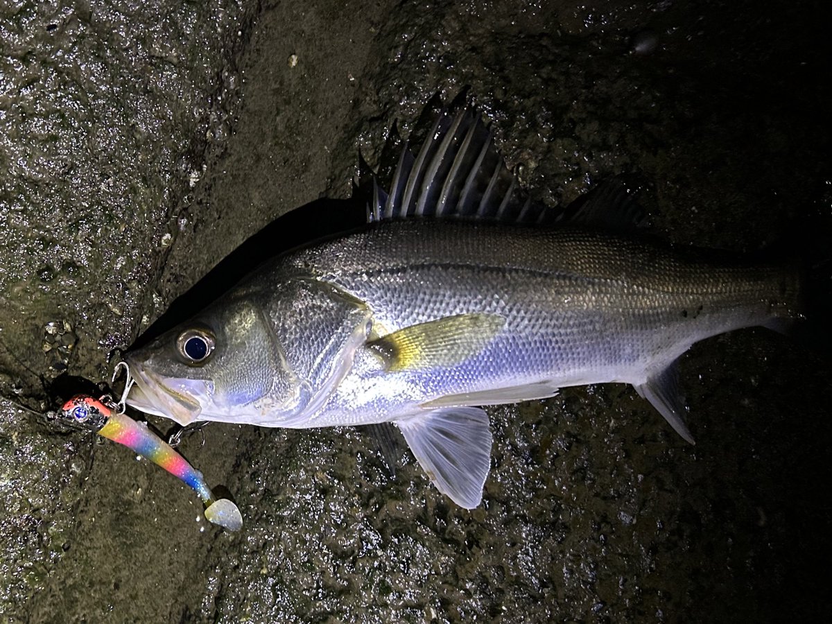merufishing's tweet photo. ナイトゲーム

納竿前にラスト1投！
ジョルティ投入！！
ラスト1投のはずが3連続も釣れてすぐ辞められなかった😅
#BlueBlue #ジョルティ #シーバス https://t.co/f3VWPNR3By