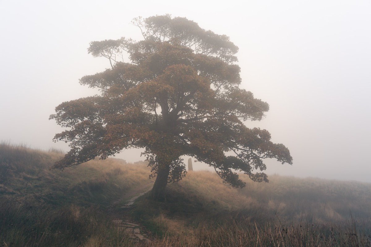 Autumn transitions 🍁🍃🍂

#autumn #autumncolours #autumnbeauty