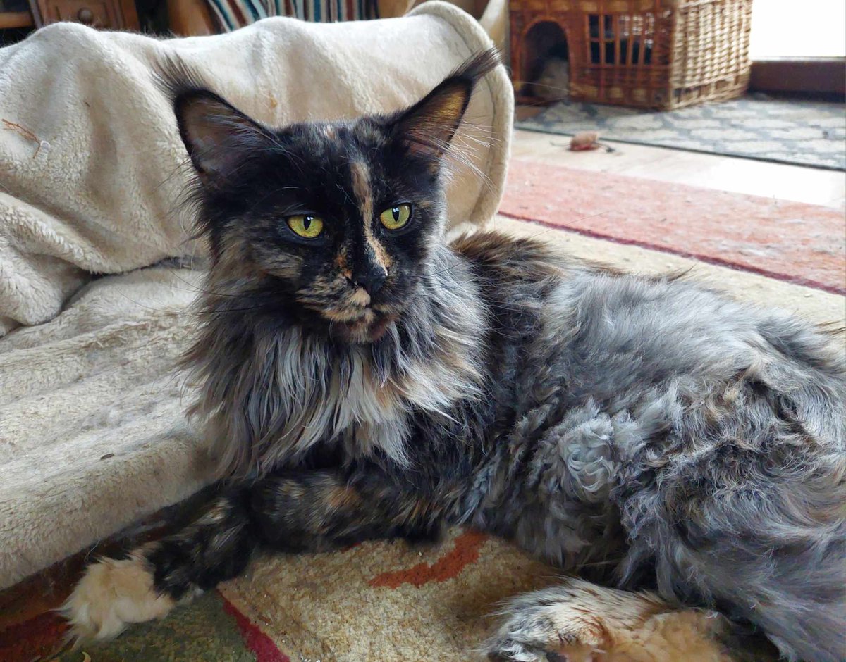 PILNE!!
Brakuje 2 400 zł by uratować życie Euforii 💔 

Liczy się każda złotówka i RT, proszę pomóżcie 🙏 

pomagam.pl/euforiaa