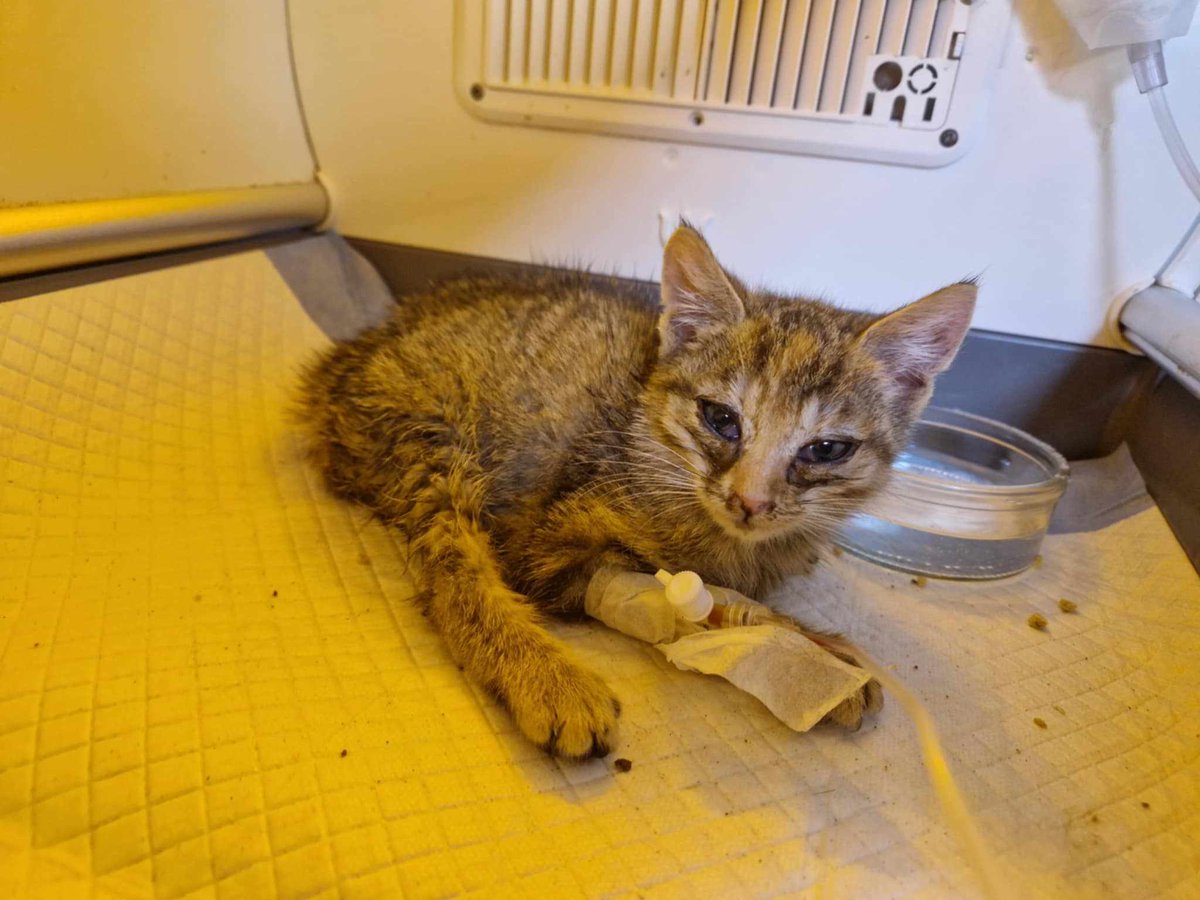 PILNE ‼️

Malutka Nadin znów trafiła do szpitala 💔
Ma panleukopenię - walczy o życie 😭

Błagam każde wsparcie jest potrzebne 🙏🙏🙏
Czy uda się zrobić zasięg?
ratujemyzwierzaki.pl/nadin-felineus