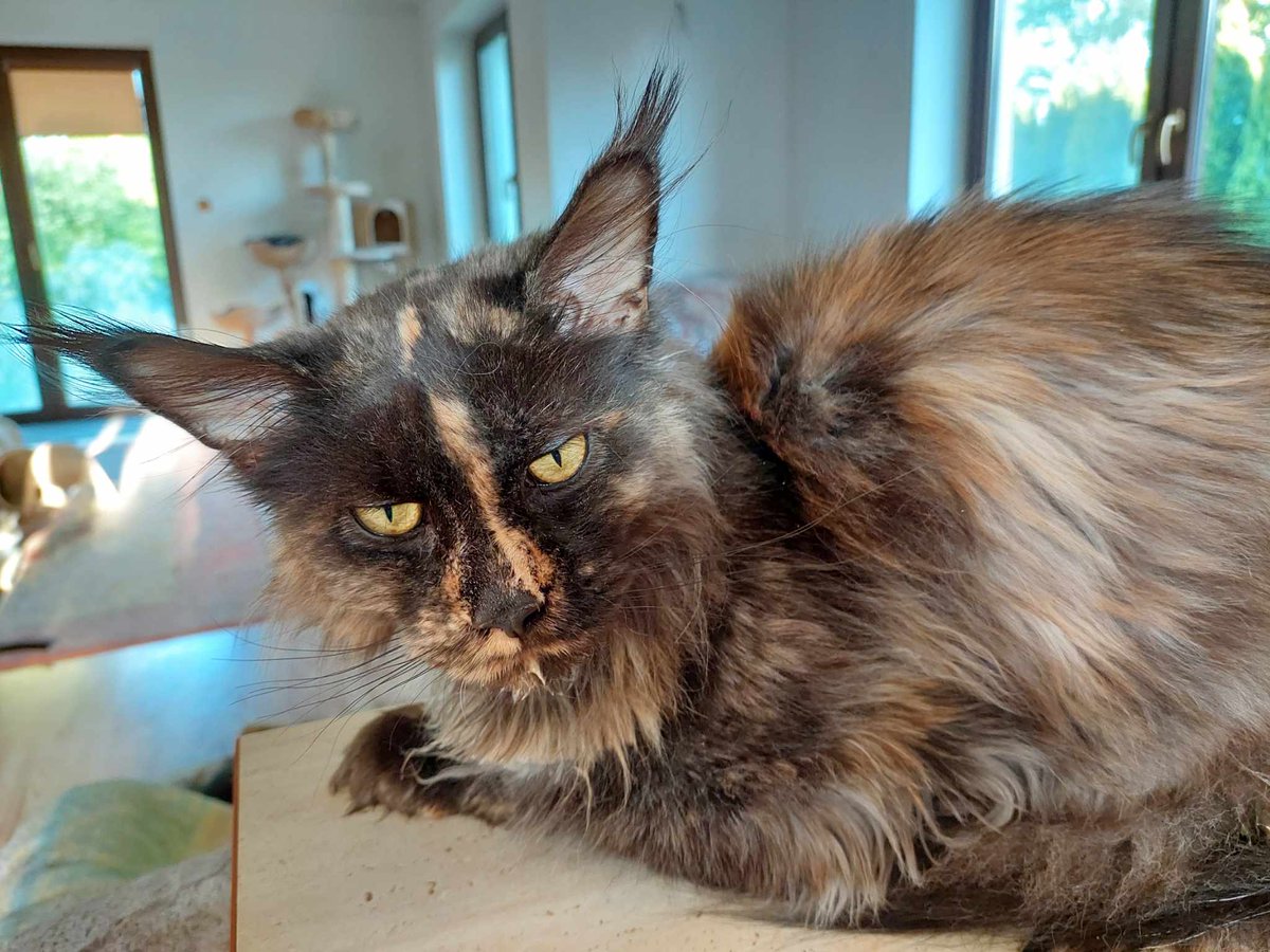 PILNE!!
Brakuje 2 400 zł by uratować życie Euforii 💔 

Liczy się każda złotówka i RT, proszę pomóżcie 🙏 

pomagam.pl/euforiaa