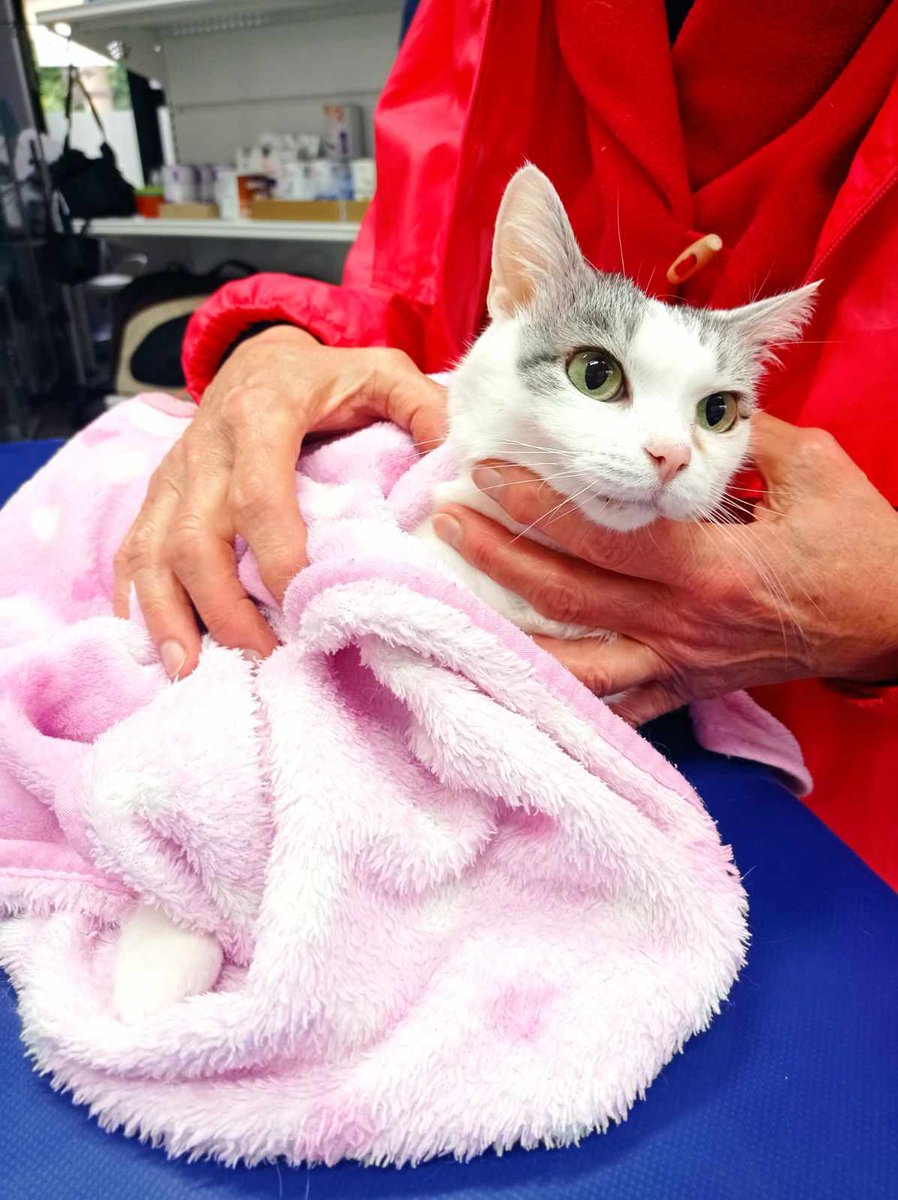 Bardzo chora Ami bardzo potrzebuje naszej pomocy 💔‼️

Proszę nawet przysłowiowa złotówka, bodaj zwykłe "podaj dalej" - każdy taki gest ma ogromne znaczenie. 
Czy świat dziś dowie się o Ami? 🙏🙏🙏
Dzięki Wam ona może mieć szansę ‼️
ratujemyzwierzaki.pl/amiii-felineus