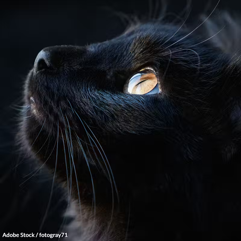 CyberNekk's tweet photo. @ChompyTheCat $Chompy https://t.co/dpmQ2ZYKUQ