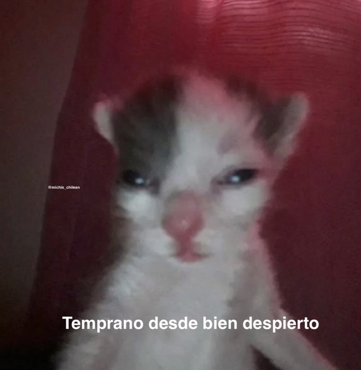 Gatitos Que Curan Tu Depresion (@gatitodepresion) on Twitter photo 