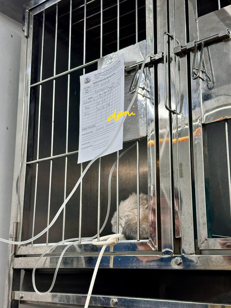 dkmyguy's tweet photo. Hello 🐶

To all furparents, pls include our senior dog in ur prayers. He's currently confined in the clinic for blood parasite &amp; spleen has been infected. His RBC has dropped so we need to buy blood from bloodbank. He's also having hard time breathing so we requested for oxygen. https://t.co/JtSAzdA1qA