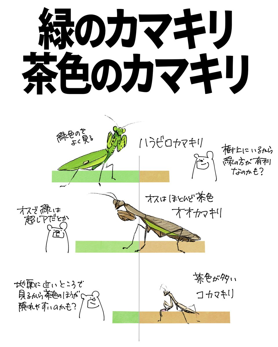 カマキリの緑or茶色は、種類によってレアかどうかが違います