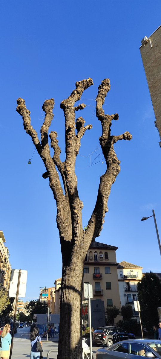 arboles_magicos's tweet photo. Mientras tanto, en la calle Marqués de la Ensenada de Granada... 🤬
#arbolincultura https://t.co/2k4Kbi2mCq