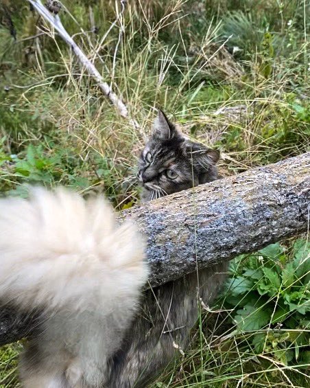 top20per_inns's tweet image. ニャンズがお出迎えしてくれた温泉