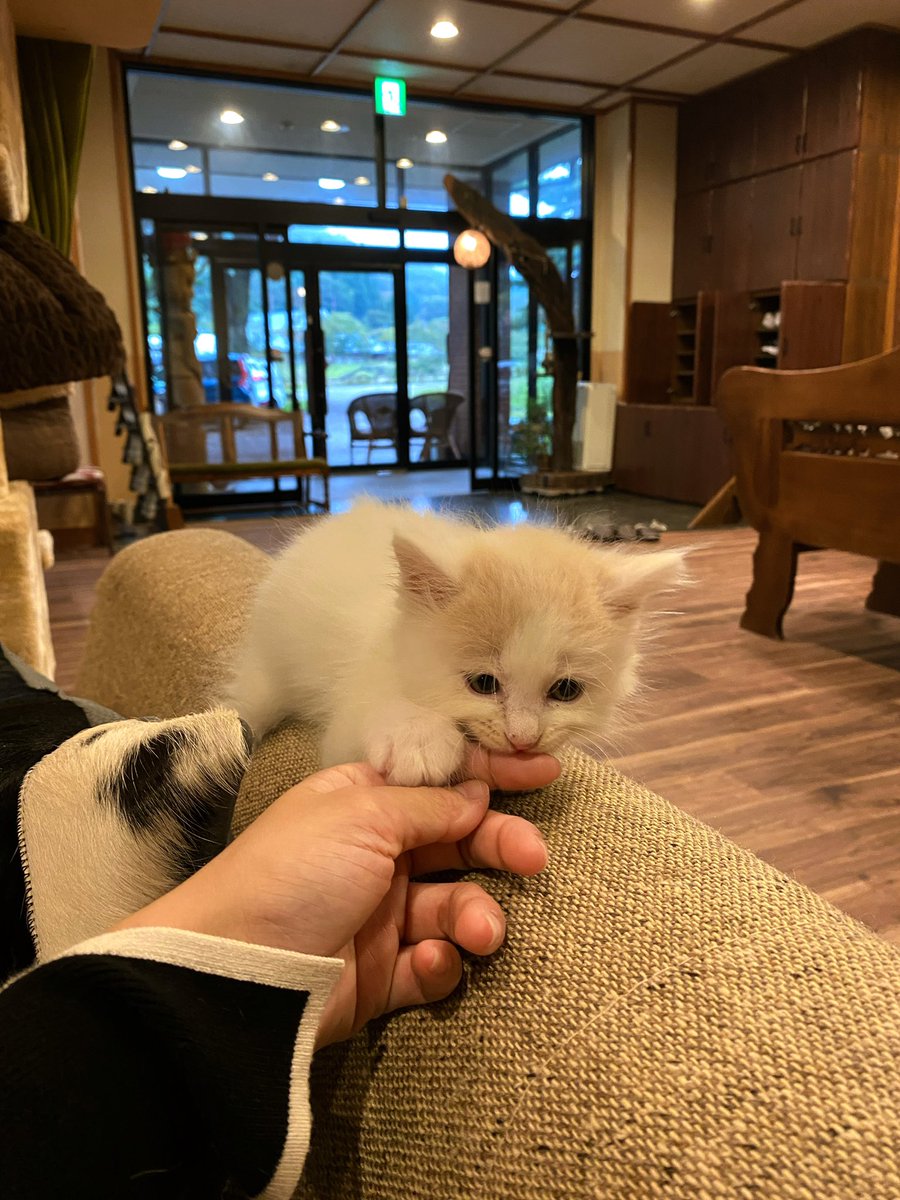 top20per_inns's tweet image. ニャンズがお出迎えしてくれた温泉