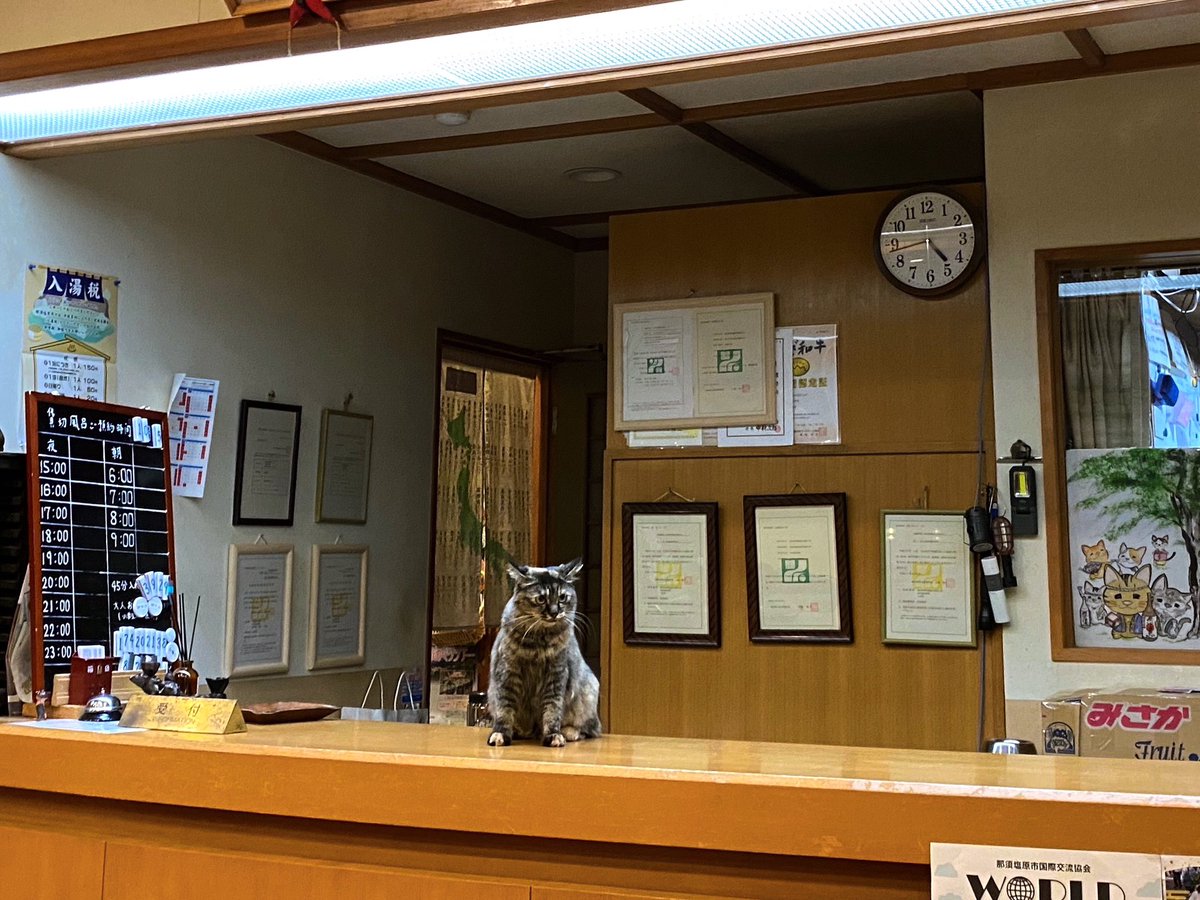 top20per_inns's tweet image. ニャンズがお出迎えしてくれた温泉