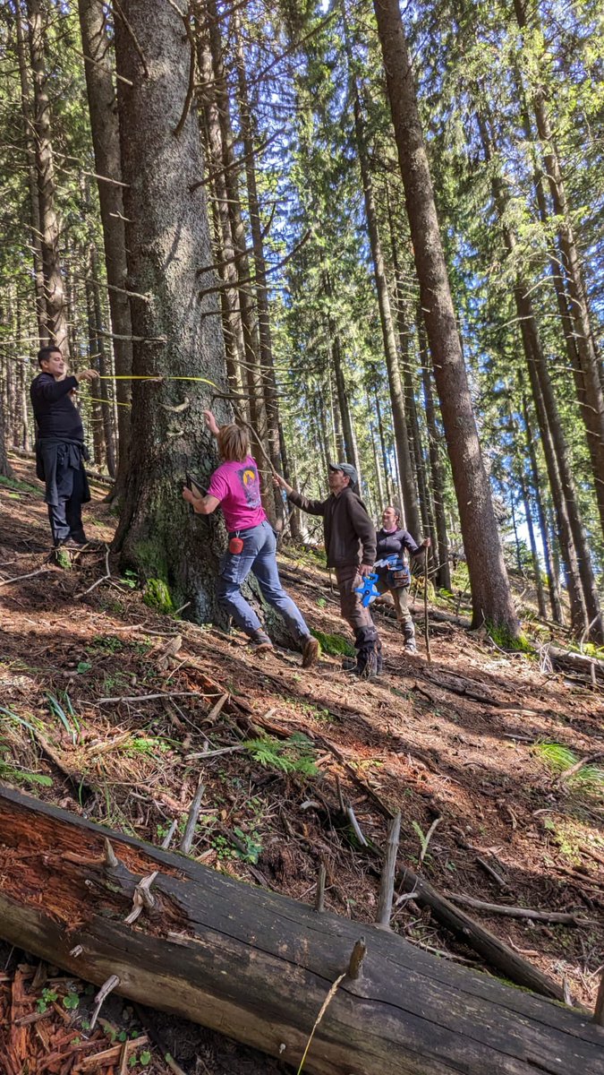 Daniela Krebber (@danielakrebber) on Twitter photo 10th site of our European wide mountain forest 🌳network established🥳 in the breathtaking Postavaru mountains (Romanian Carpathians, near Brasov)! Amazing field days in Transylvania 🐻🦇with <a href="/robinbattison/">Robin Battison</a>, <a href="/Madigby/">Mathilda Digby</a>, @JuliaMadurini, <a href="/mihaidanielnita/">Nita Mihai Daniel</a>, Tudor Stăncioiu & their team 10th site of our European wide mountain forest 🌳network established🥳 in the breathtaking Postavaru mountains (Romanian Carpathians, near Brasov)! Amazing field days in Transylvania 🐻🦇with <a href="/robinbattison/">Robin Battison</a>, <a href="/Madigby/">Mathilda Digby</a>, @JuliaMadurini, <a href="/mihaidanielnita/">Nita Mihai Daniel</a>, Tudor Stăncioiu & their team