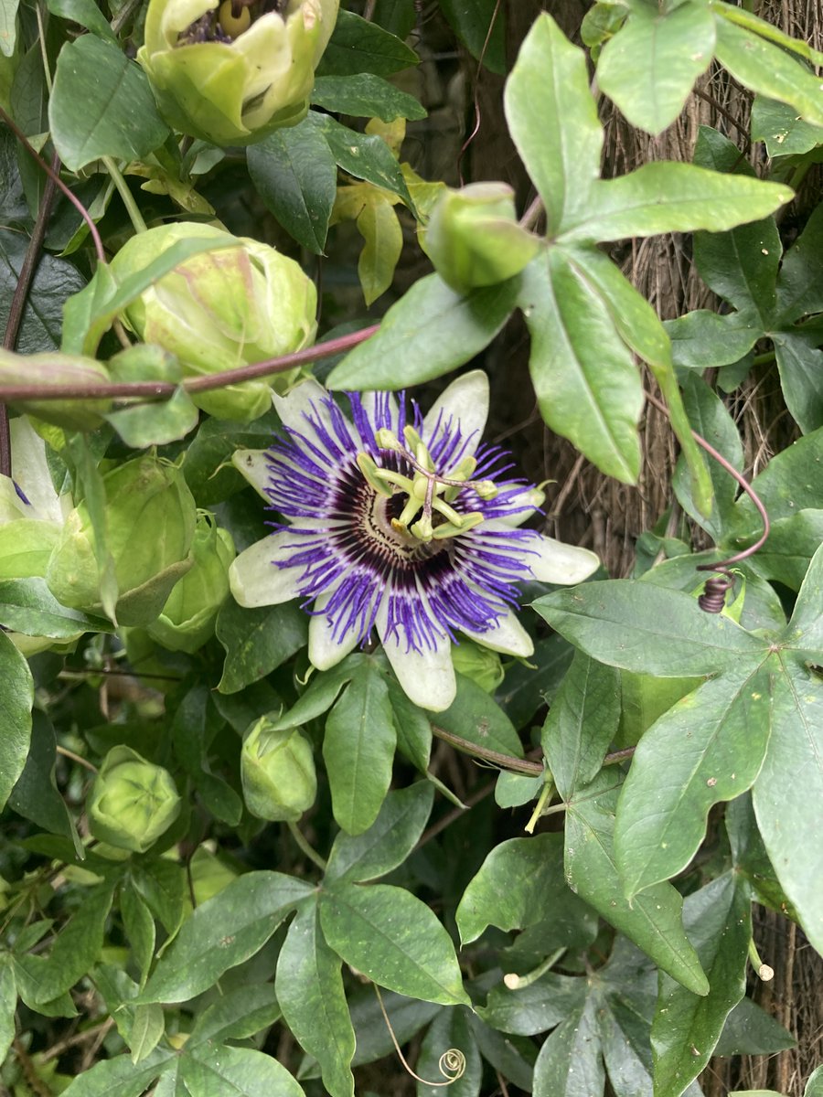 Autumn fruit in #ThePinesGarden. It's nice to see there are still some flowers hanging around despite the chilly weather lately. If you visit the Pines Garden today, check out this beautiful #passionfruit climbing up the side of the Calyx!  
#stmargaretsbay #kentgarden