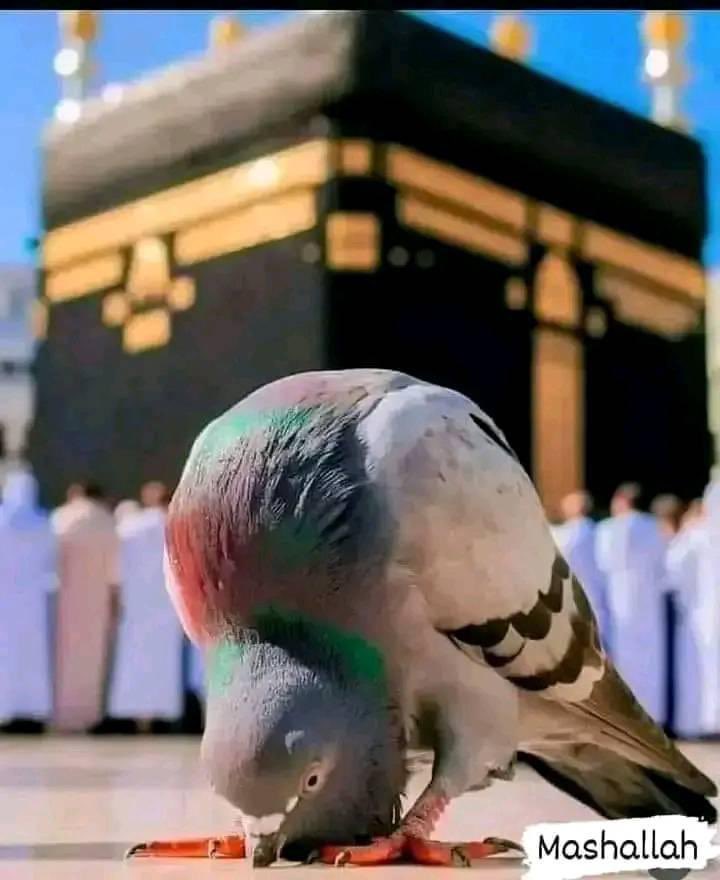 Subhan Allah  🤲🏻

Good morning ☀️