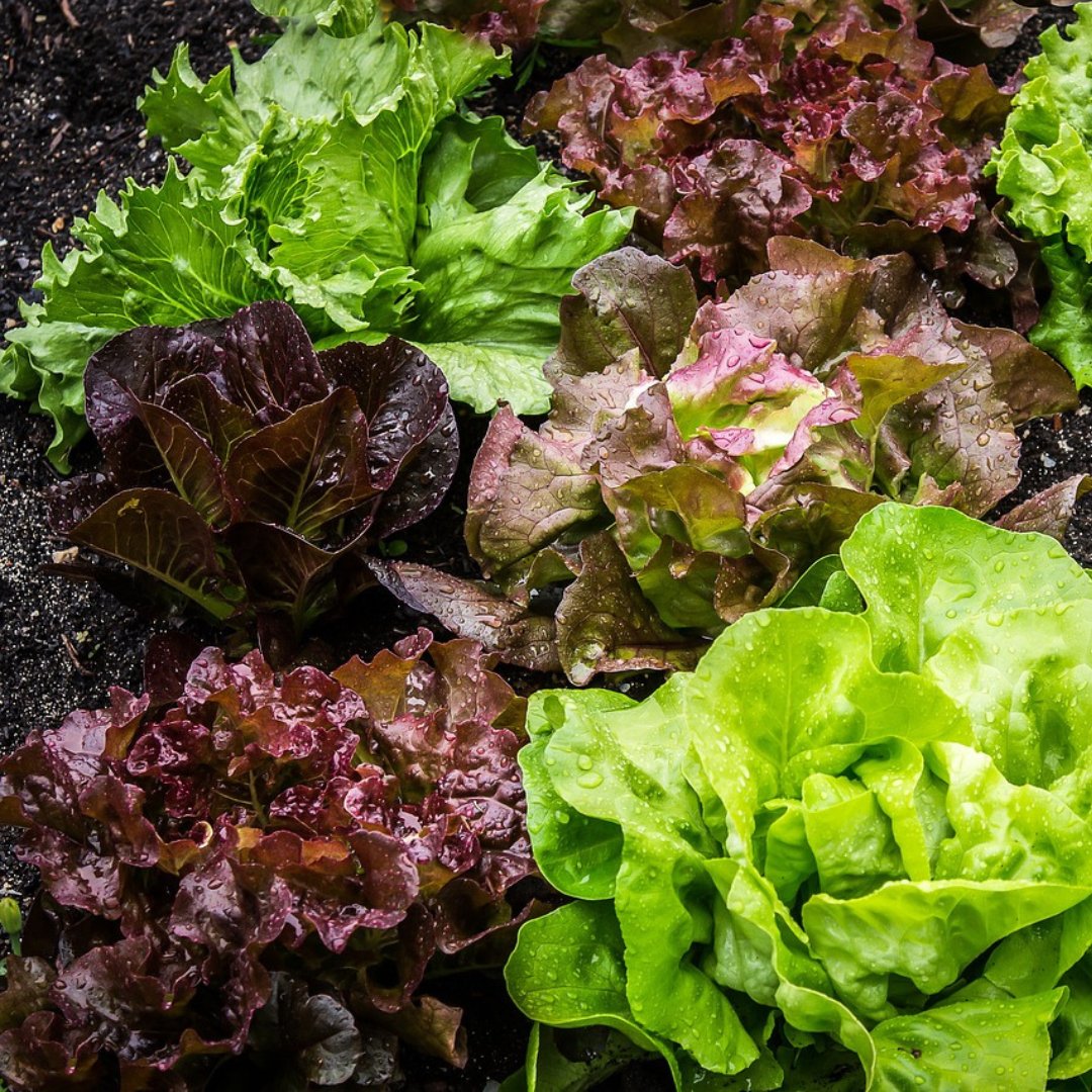 CocoandCoir's tweet photo. Winter lettuce? Spinach? Spring Onions? Broad beans? What’s it going to be? The temperatures are dropping, and it’s time to embrace the new season with lots of greens! 
 
#GrowYourOwnFood #CocoandCoir #Peatfreecompost https://t.co/ouhgTAZ2ok