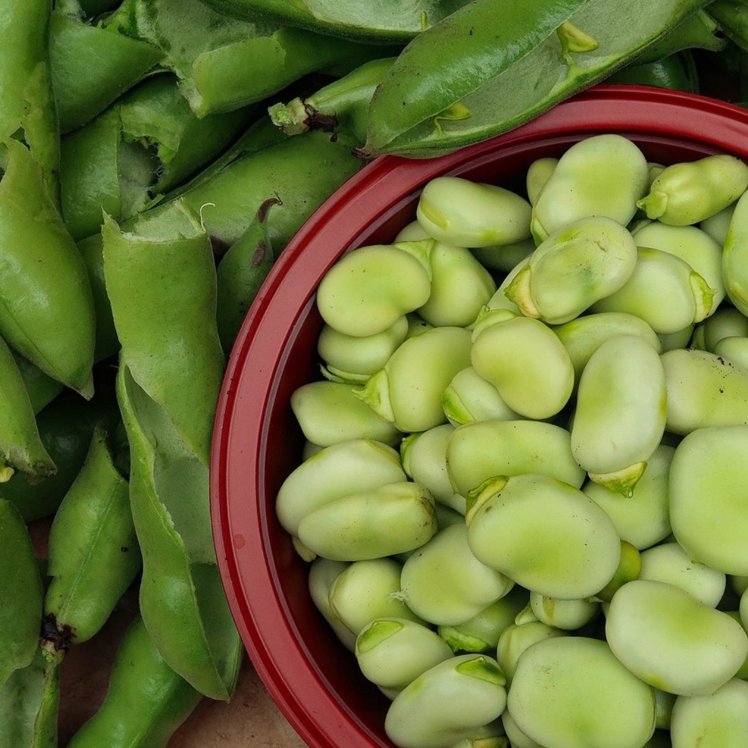 CocoandCoir's tweet photo. Winter lettuce? Spinach? Spring Onions? Broad beans? What’s it going to be? The temperatures are dropping, and it’s time to embrace the new season with lots of greens! 
 
#GrowYourOwnFood #CocoandCoir #Peatfreecompost https://t.co/ouhgTAZ2ok