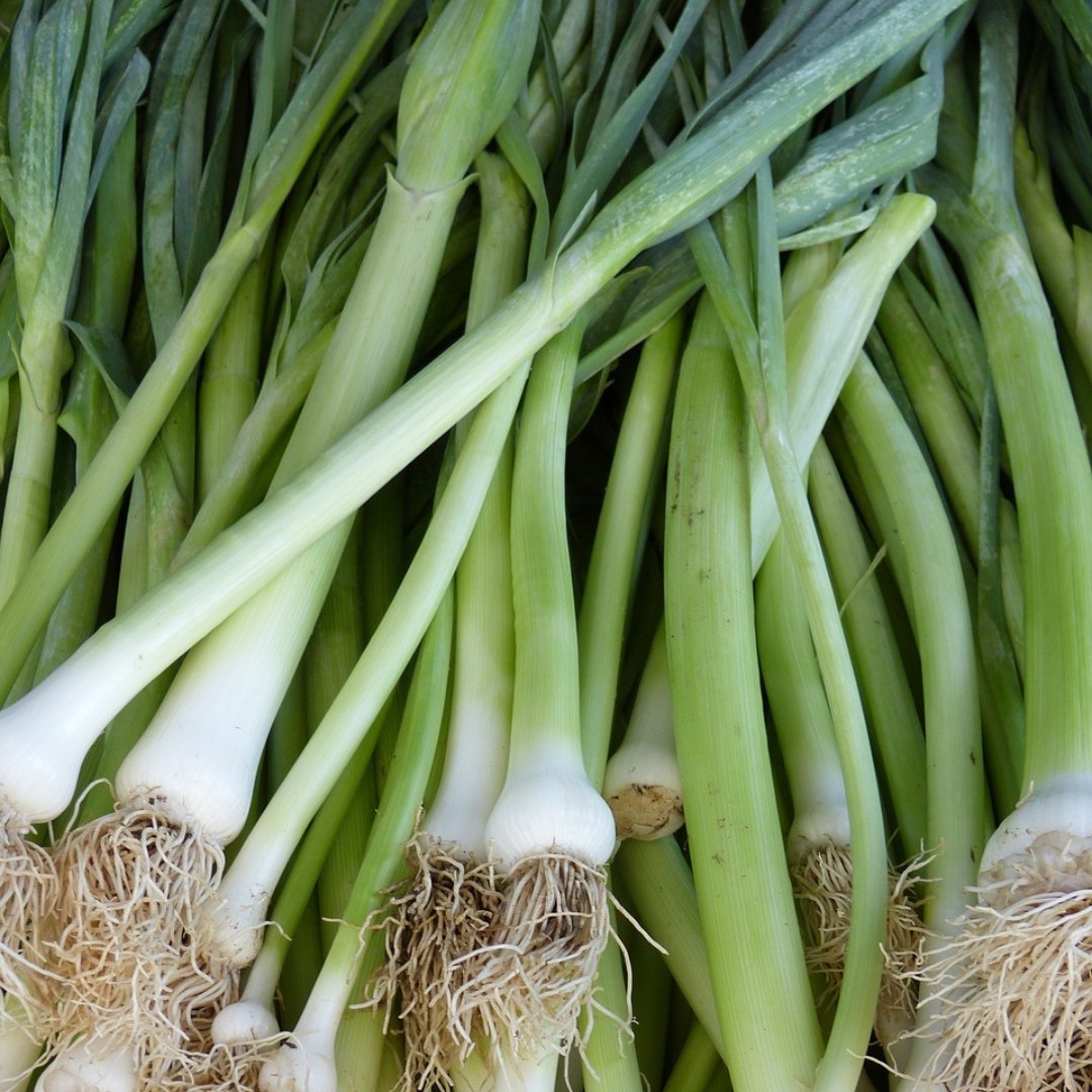 CocoandCoir's tweet photo. Winter lettuce? Spinach? Spring Onions? Broad beans? What’s it going to be? The temperatures are dropping, and it’s time to embrace the new season with lots of greens! 
 
#GrowYourOwnFood #CocoandCoir #Peatfreecompost https://t.co/ouhgTAZ2ok
