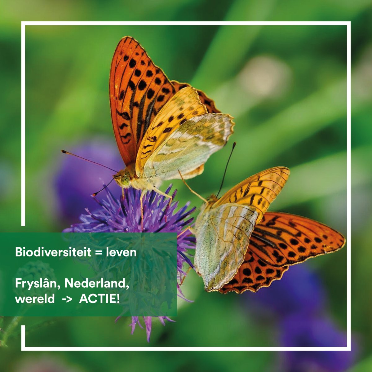 ⁉️ GEEN Nederlandse inbreng op #Biodiversiteitstop #COP16Colombia...

Wij willen weten 👉 wat zijn de gevolgen van het gebrek aan ambitie van het kabinet voor het voorkomen van verdere teruggang en het herstel van #biodiversiteit 🦋 in Fryslân❓

🔔 Samen met GL 👉 Statenvragen❗️