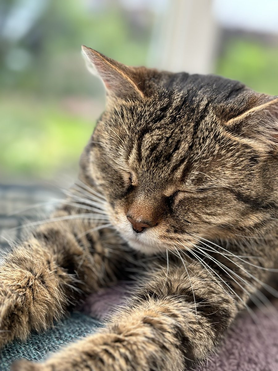 Squeezy and The Chubblemaker Pablo Whiskobar 🌈 tweet media