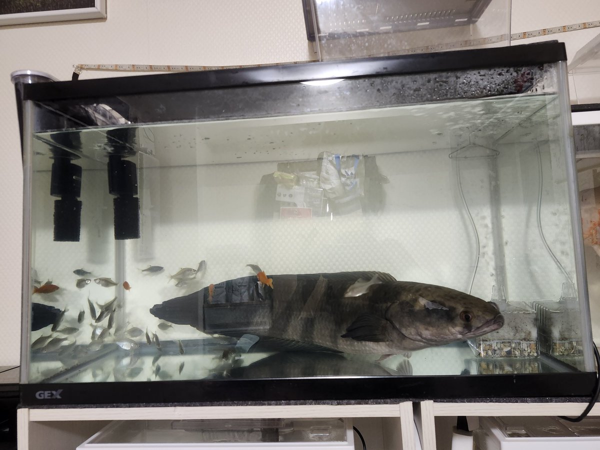 スネークヘッド チャンナマルリオイデス全長60cm前後大阪の方限定で大型魚に興味ある方、欲しい方5万円でマルリオイデスお譲り致しますので欲しい方DMの方お待ちしてます。