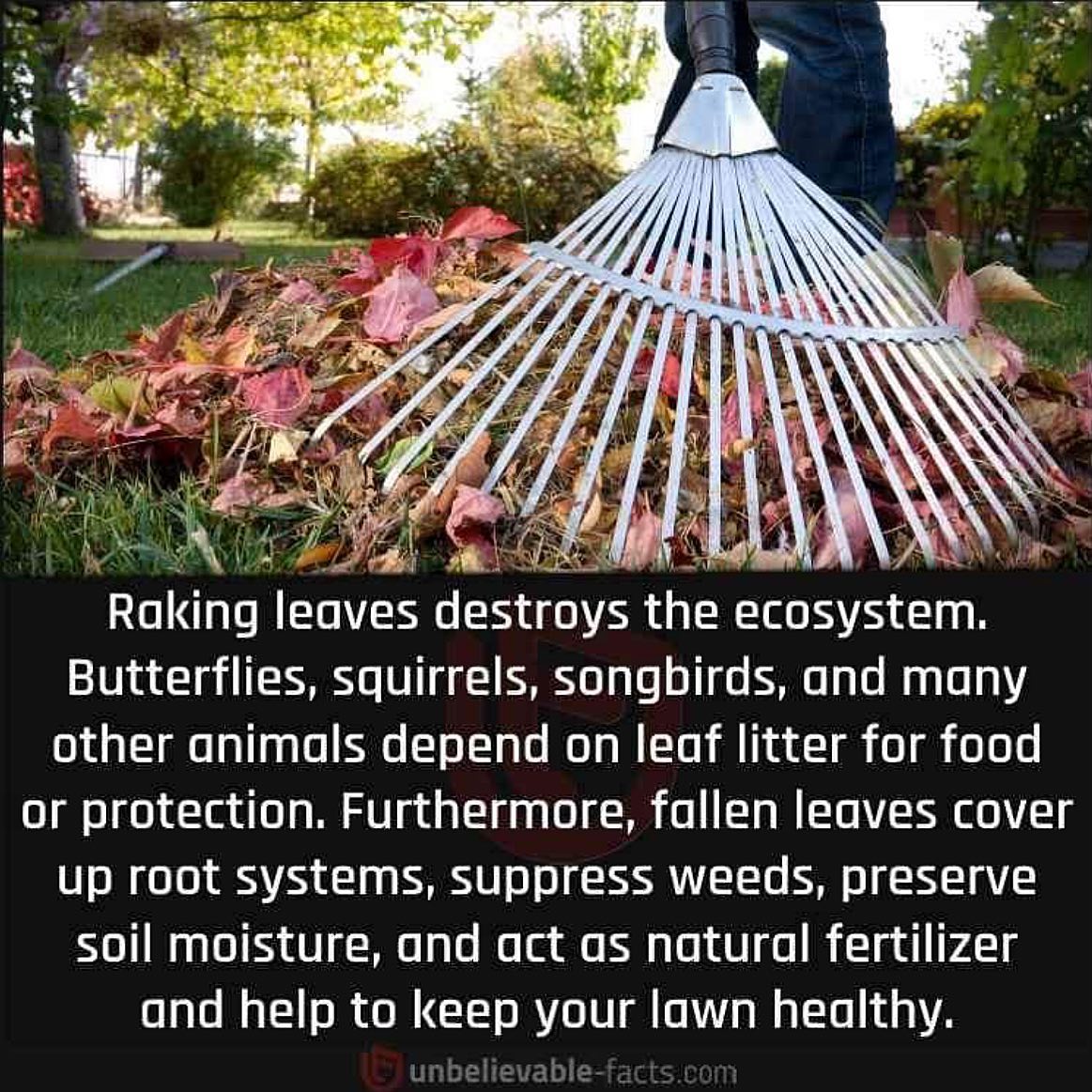 Here's a reminder that if you don't rake fallen leaves up, nothing bad happens. In fact, you create habitat for insects and animals.

#cprewarwickshire #autumn #leaves #dontraketheleaves