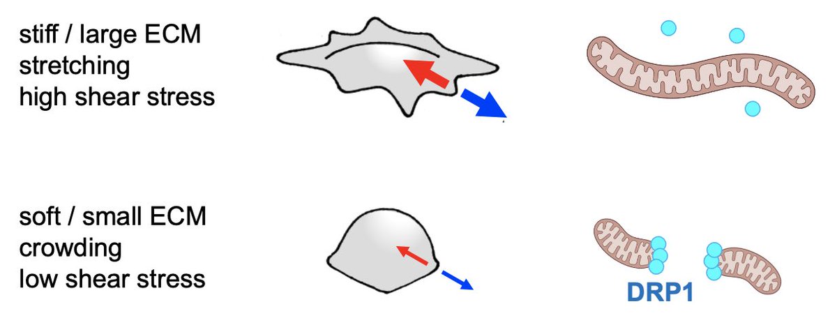 1. mitochondrial dynamics is broadly regulated by external forces including cell geometry, crowding, stretching, and shear stresses. All conditions that reduce actomyosin tension lead to shortened mitochondria.