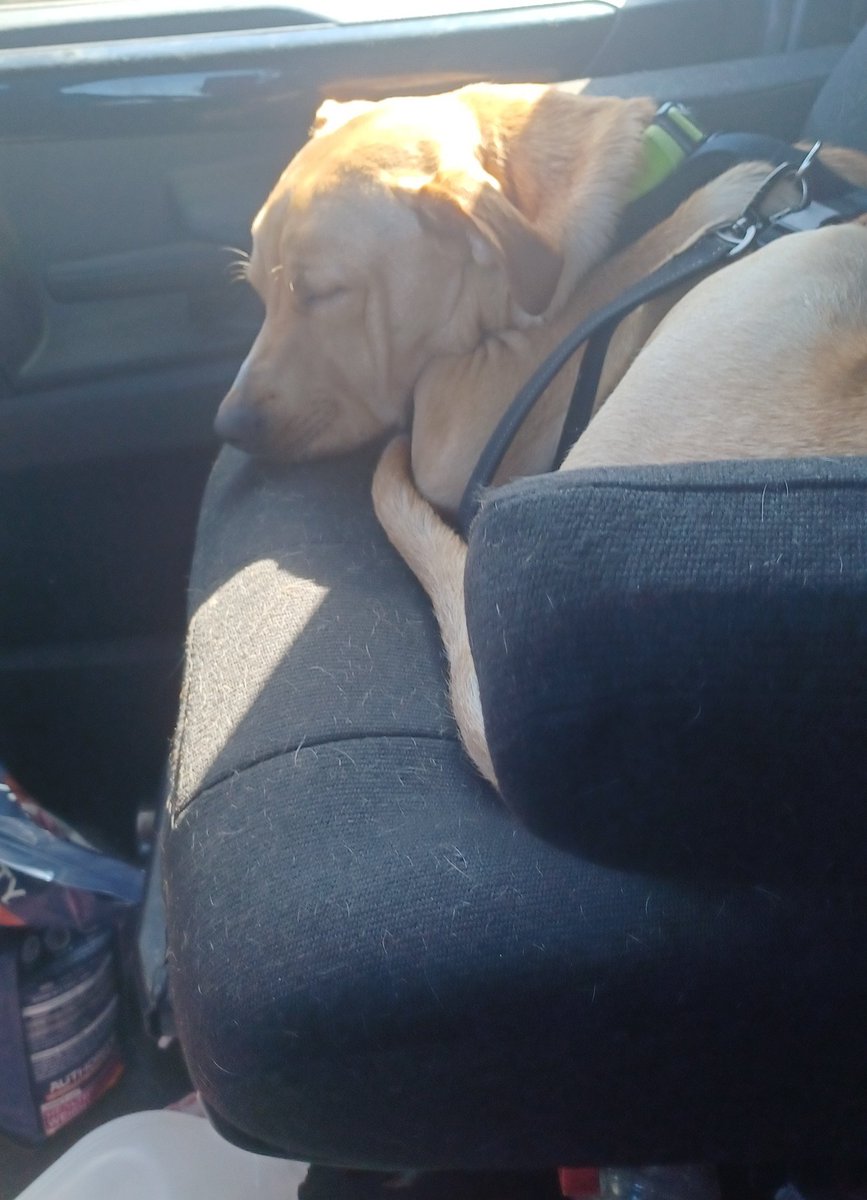 Mistresspilled's tweet photo. 😮‍💨 34 out of 36 work days completed before I head home for 3 days off. Pics of me and Diesel bc I wanna. https://t.co/S5foYEw8Me