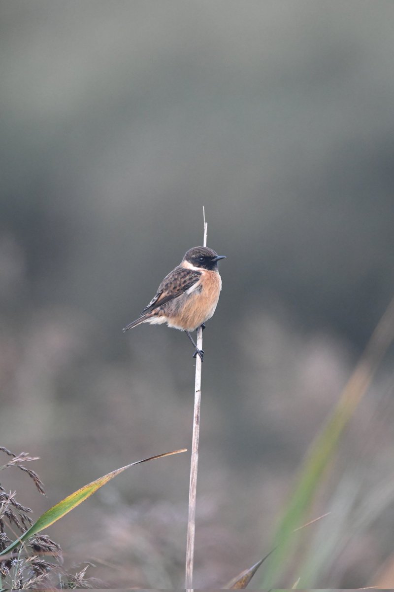 nealesmithworld's tweet photo. Stonechat 
Bude Cornwall 〓〓 
#wildlife #nature #lovebude 
#bude #Cornwall #Kernow #wildlifephotography #birdwatching
#BirdsOfTwitter
#TwitterNatureCommunity
#Stonechat https://t.co/U7M7MC1ICa