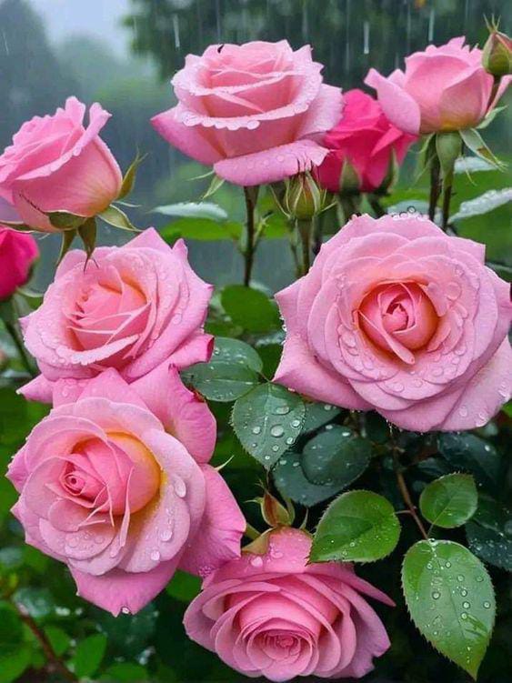 Good afternoon X friends have a nice day