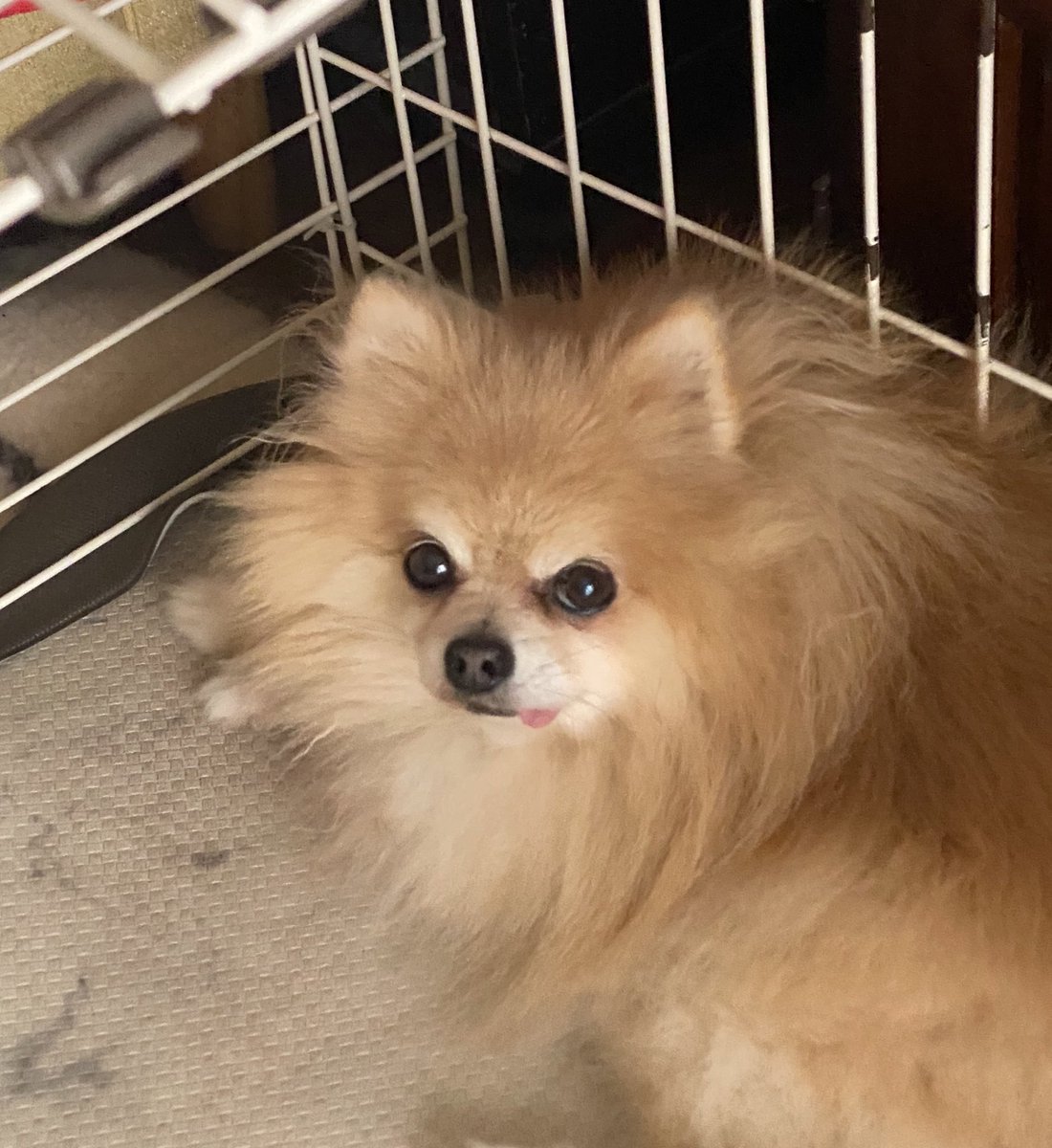 ベロがでてるよ…
#ポメラニアン 
#かわいい 
#わんこ 
#犬