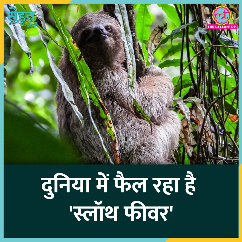 TheLallantop's tweet photo. आज 'सेहत' में डॉक्टर से जानिए कि स्लॉथ फीवर क्या है, ये क्यों होता है, इसके लक्षण क्या हैं और #SlothFever से बचाव कैसे किया जाए?

Link: https://t.co/am8CvEXSvL

@sarwat7fatima @agni_aadi #Sehat #Health https://t.co/Ooi1Z57Yr2