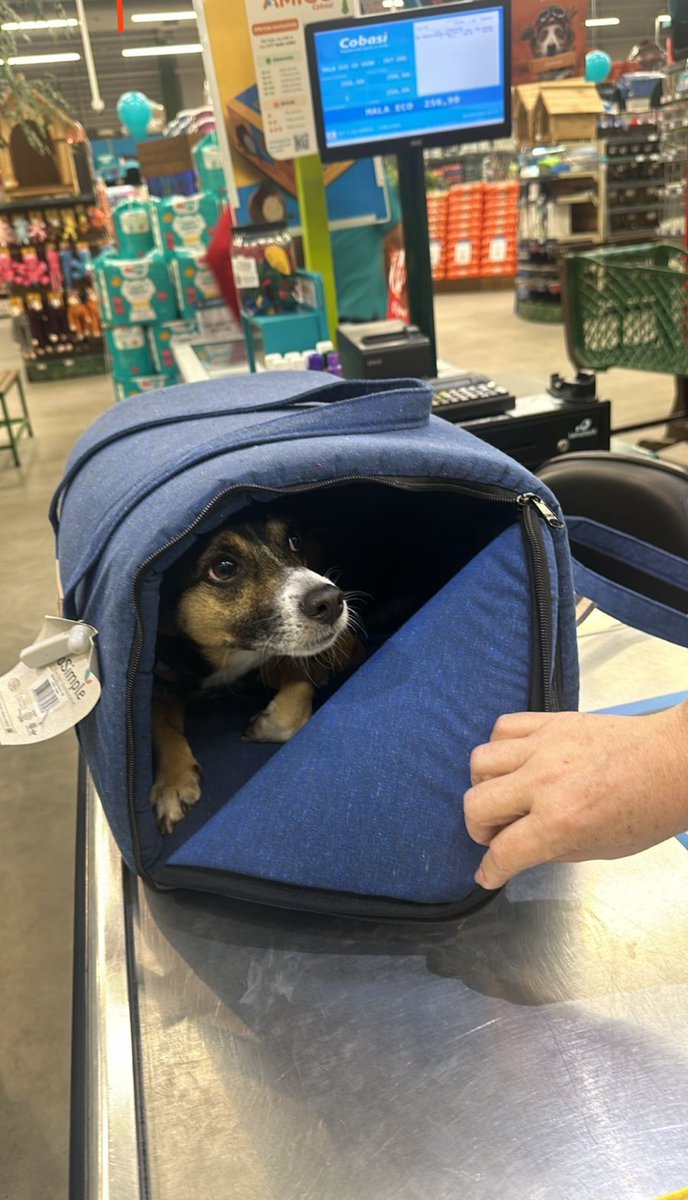 Caroline Brasil tweet media