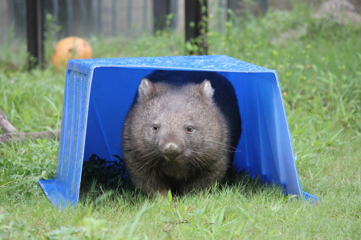 ウォンバットの日」に合わせ、大阪府池田市の五月山動物園からワイン