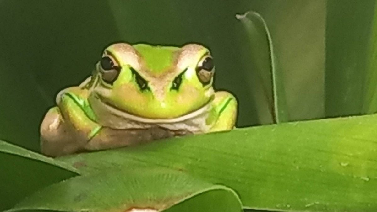 Hello from my little green friend 💚
Love finding new critters in the garden