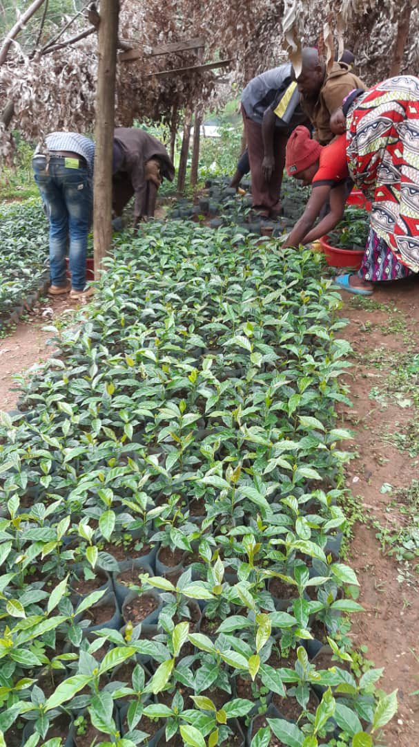 Kigasali coffee company ltd tweet media
