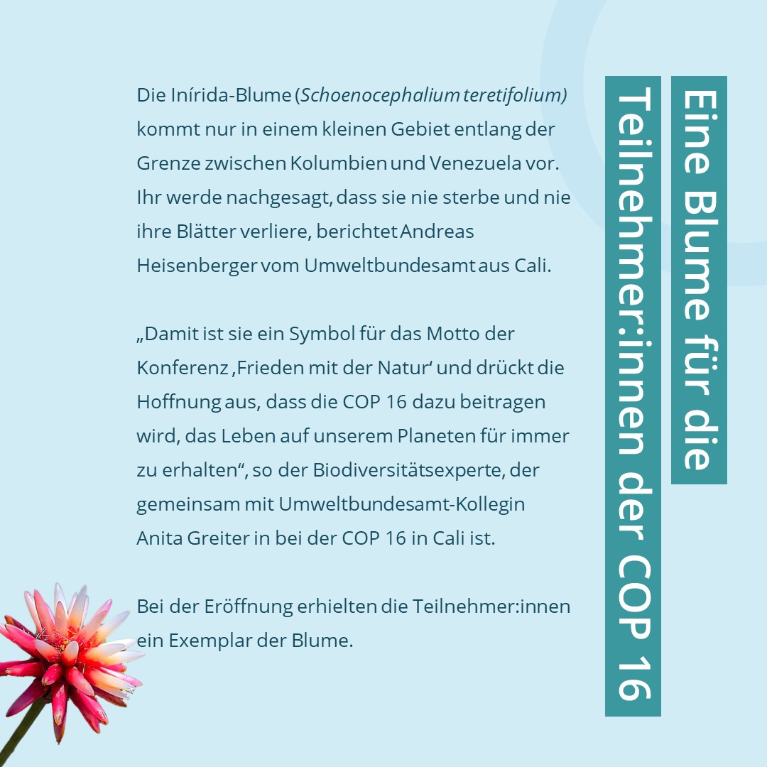 Die #COP16 ist in vollem Gange, und die #Inírida-Blume, das Symbol dieser Konferenz, nahm bei der Eröffnung eine zentrale Rolle ein. Die Teilnehmenden erhielten eine dieser Blumen, die als Vorlage für das offizielle Logo der Konferenz diente.