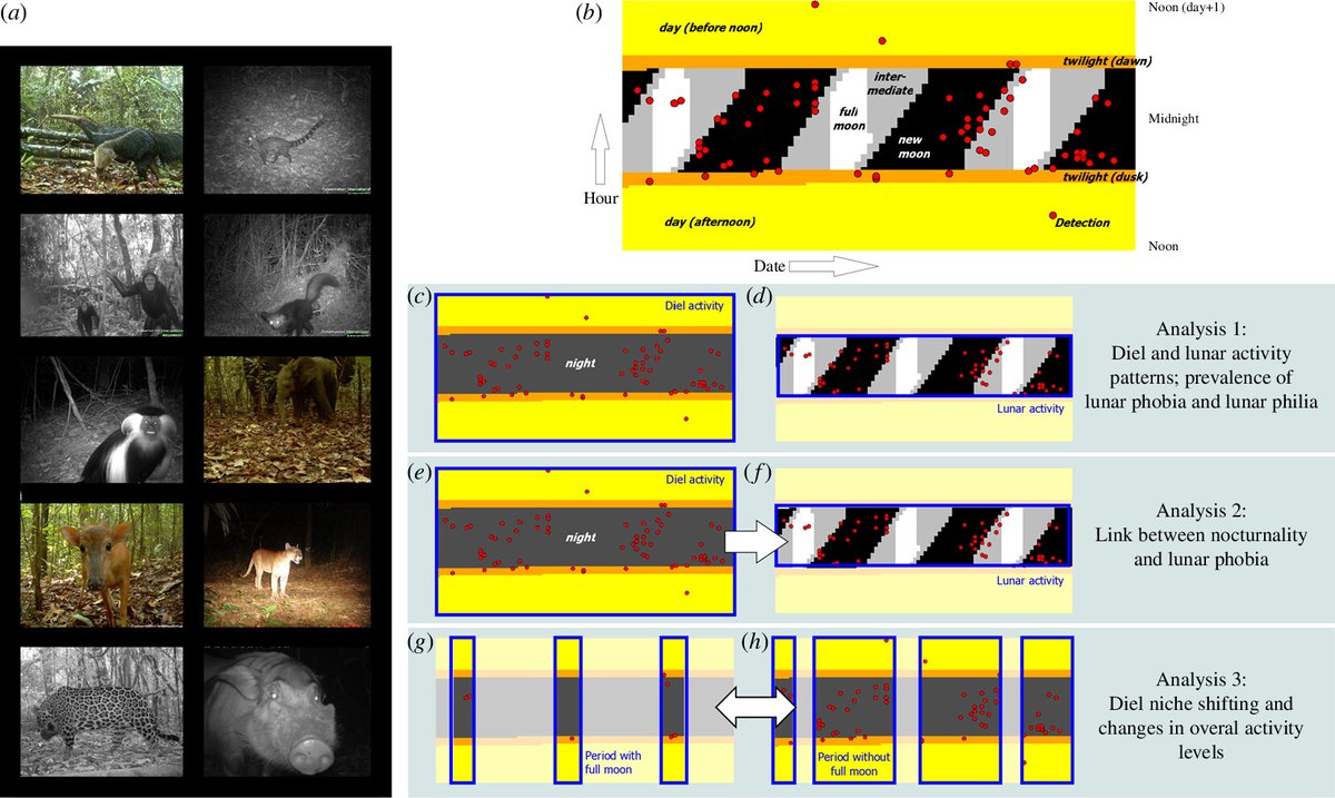 RSocPublishing's tweet photo. The moon’s influence on the activity of tropical forest mammals https://t.co/qWgPtXVFRu | #ProcB #AnimalBehaviour #Ecology https://t.co/9Aqh1WcdPl