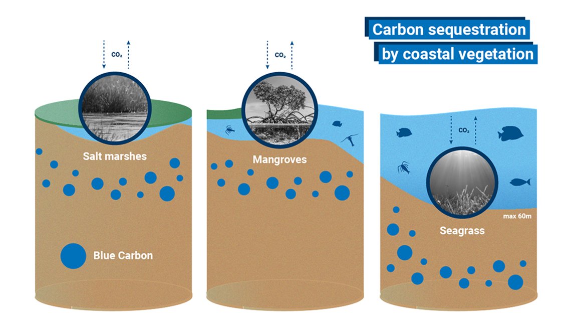 UK Blue Carbon Forum (@ukbluecarbon) on Twitter photo What is #BlueCarbon? 🌱
It's the term given to organic #carbon captured and stored in vegetated coastal ecosystems such as #mangrove forests, #saltmarshes or #seagrass meadows. Read <a href="/iaeaorg/">IAEA - International Atomic Energy Agency ⚛️</a>'s explainer article on the science behind blue carbon here: loom.ly/-DsAO_M What is #BlueCarbon? 🌱
It's the term given to organic #carbon captured and stored in vegetated coastal ecosystems such as #mangrove forests, #saltmarshes or #seagrass meadows. Read <a href="/iaeaorg/">IAEA - International Atomic Energy Agency ⚛️</a>'s explainer article on the science behind blue carbon here: loom.ly/-DsAO_M