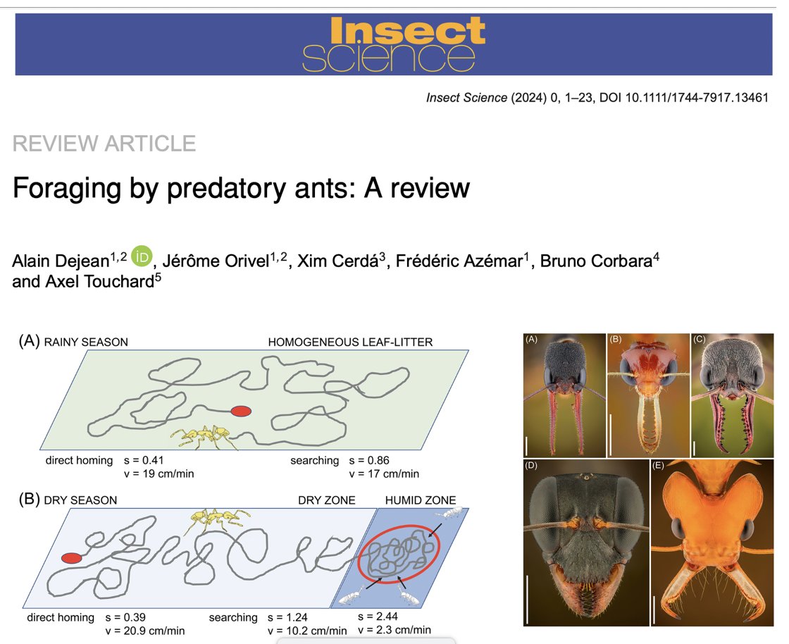 Our new paper, led by Alain Dejean, with other French colleagues and friends: Foraging by predatory ants: A review. 
onlinelibrary.wiley.com/share/HIRYMNPP…