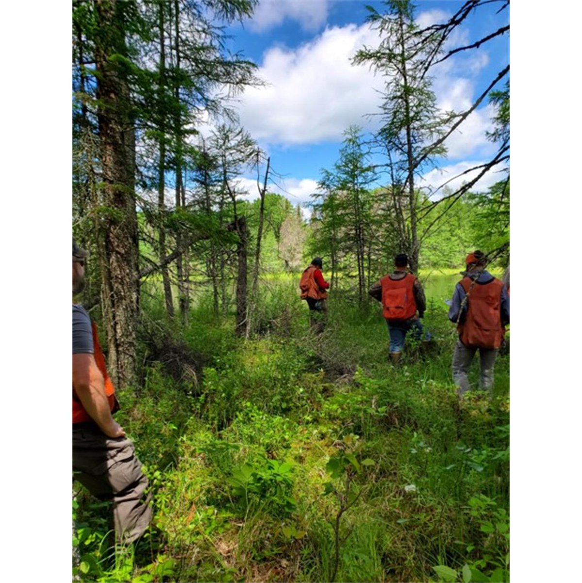 International Journal of Forest Engineering tweet media