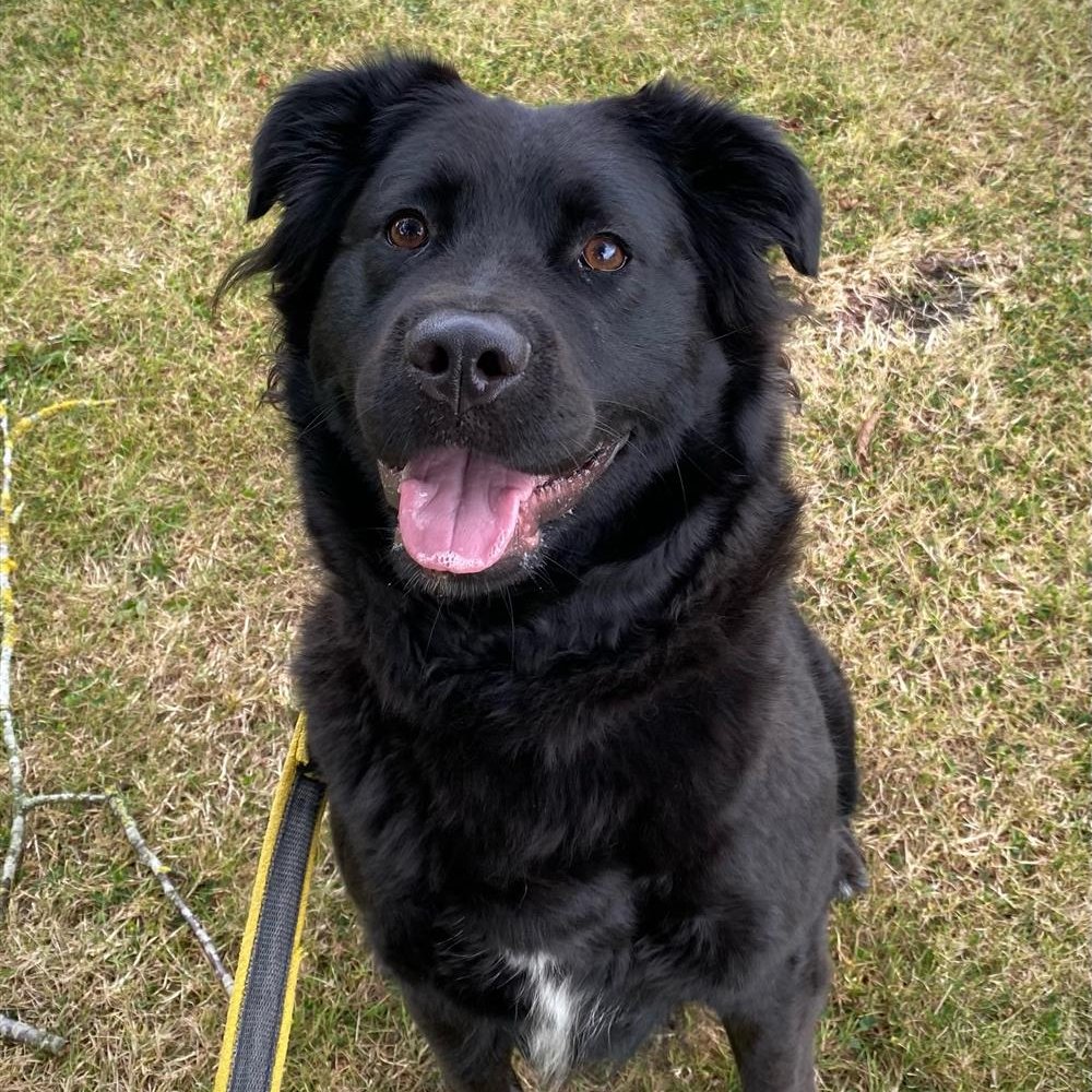 BCTGB's tweet photo. 🐾 Meet Sophie! 🐾a lively 2-year-old Collie cross who came to us from another rescue after being found as a stray. She’s a confident, friendly girl who’s looking for her new home! For more details on all our guests and our adoption process please visit https://t.co/Ko4CL4Gi9j https://t.co/4m7xrau4ra