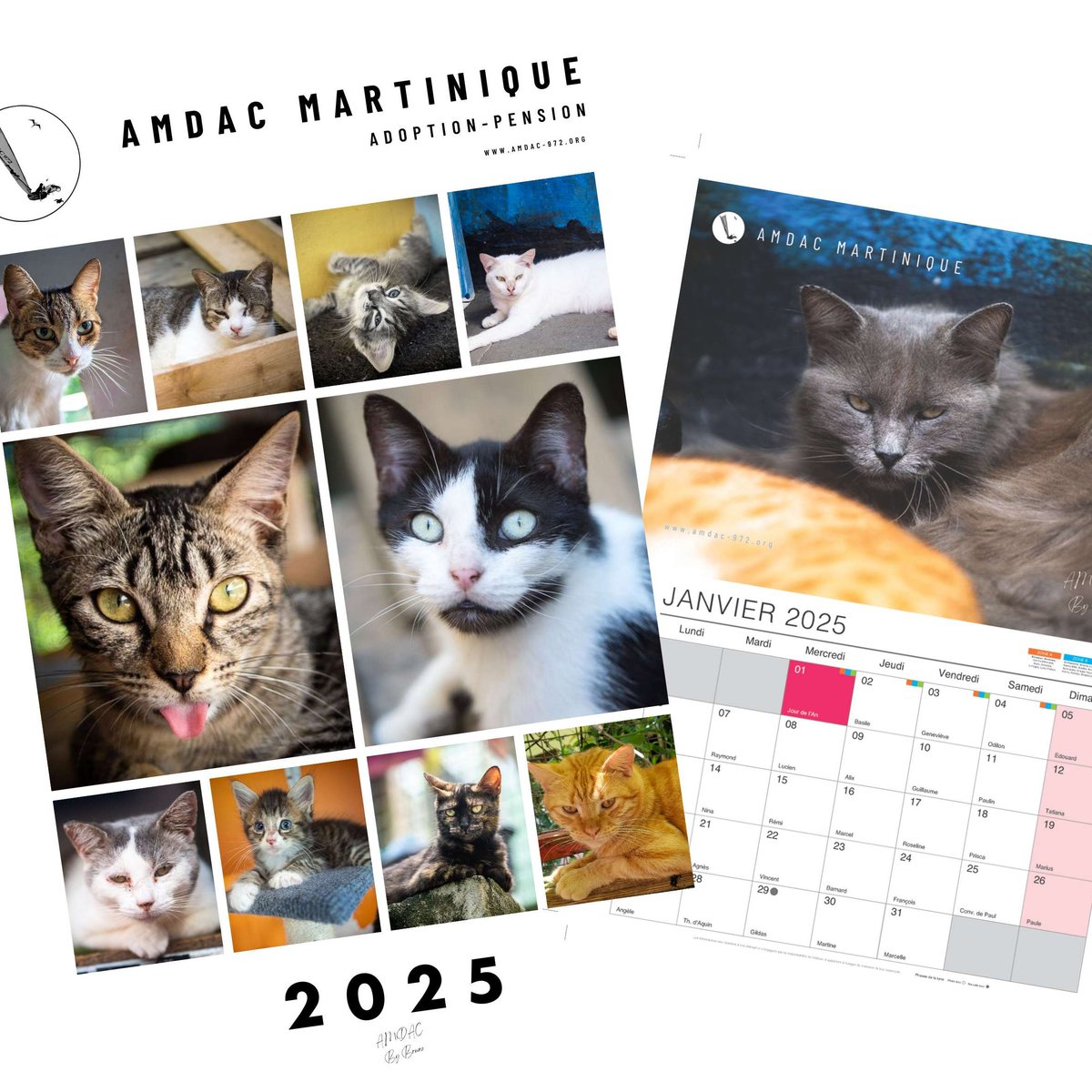 amdac972's tweet photo. Il arrive ... le tout premier calendrier solidaire 2025 de l'#AMDACMartinique 100% chat !!
Des moments #chats capturés par l'objectif d'un de nos bénévoles
Calendrier mural  A3
Pour le commander: https://t.co/MyYUOGhkDG
Livraison France et dispo en #martinique mi-décembre 🩵 https://t.co/ZUewCwSITI