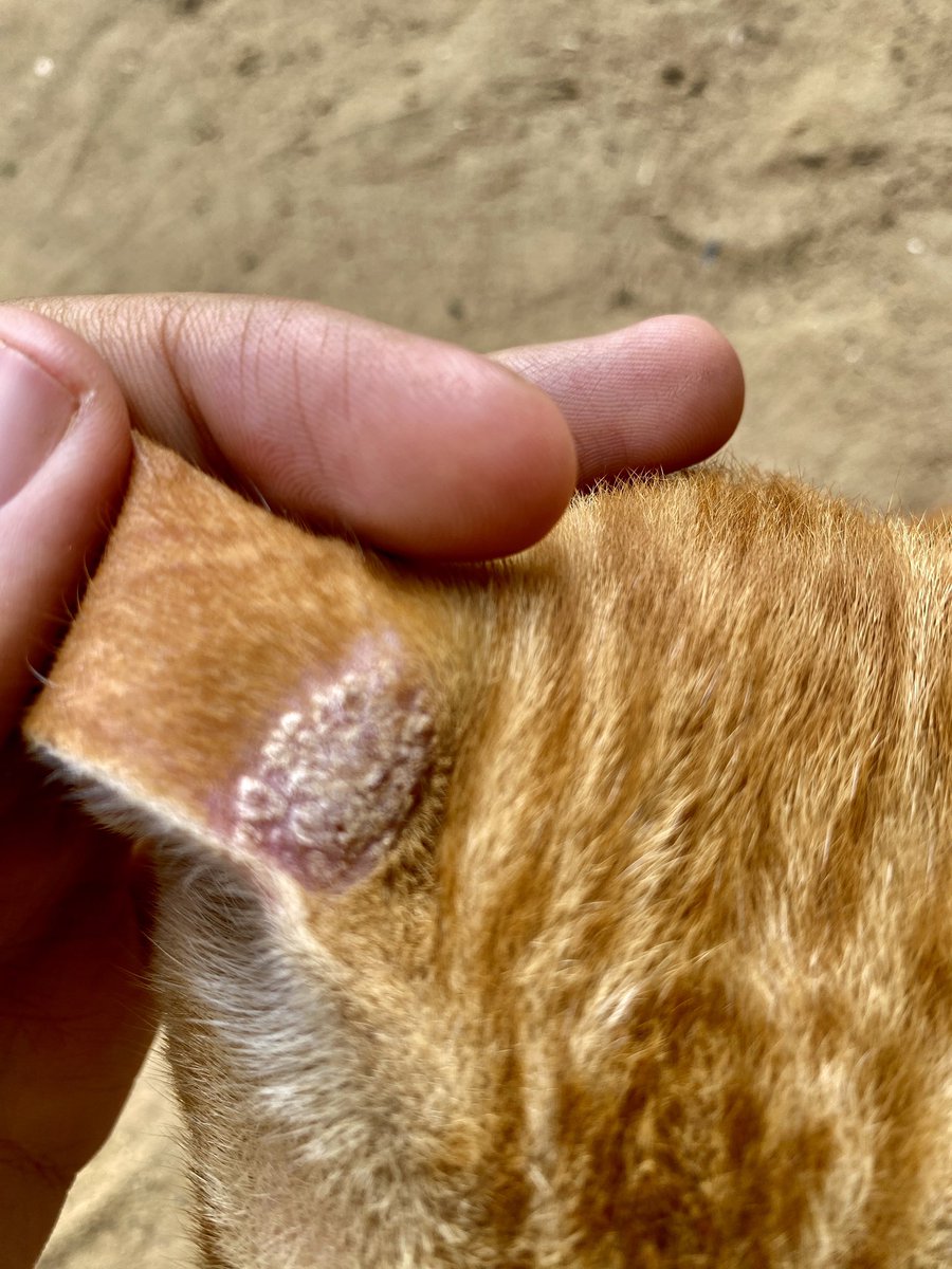 Dr_SaebGaza's tweet photo. MY dear friends, Simenba asks you to help us donate so that we can buy the 😿appropriate treatment. 💊To the-hearted people who love ♥️Simenba, help Simenba. He loves you very much.
 Please donate
#BB26 

https://t.co/UlsXG6qlKK https://t.co/rcak0Hx9SK