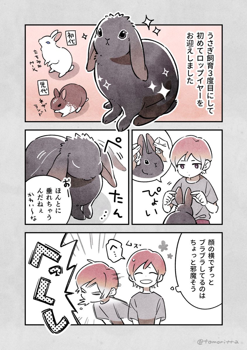 友里たゆ 🐇TomoriTayu tweet media